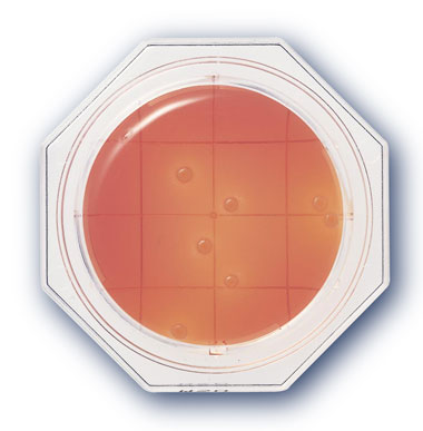 Mannitol Salt Agar with Egg Yolk - Clean Stamp