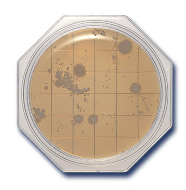 CS-SCD - Clean Stamp