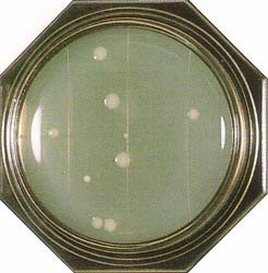 Standard Method Agar - Food Stamp 