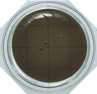 TCBS Agar - Food Stamp  