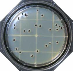 TGSE Agar - Food Stamp