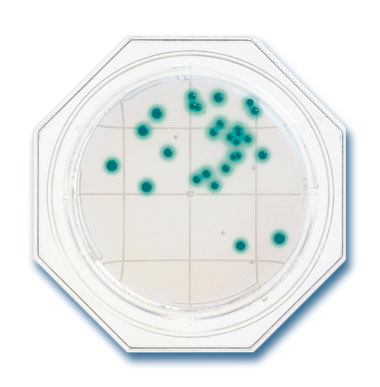 X-SA Agar - Food Stamp