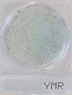 Compact Dry YM RAPID 